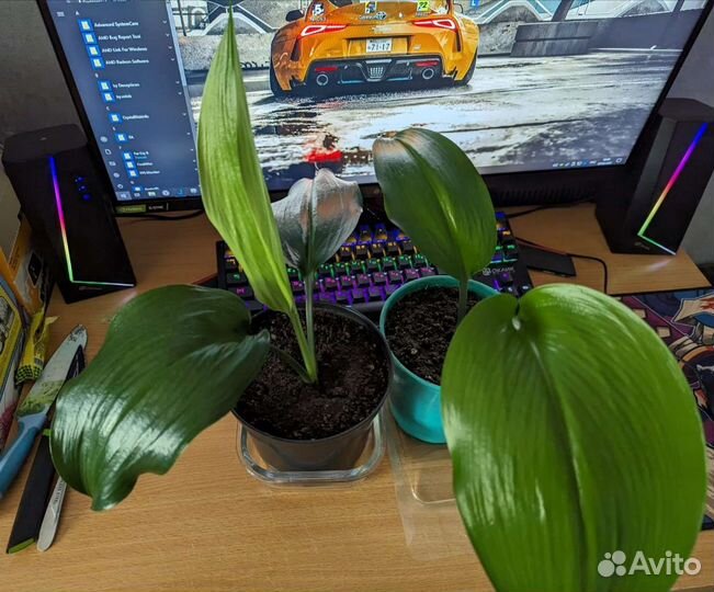 Эухарис амазонская лилия