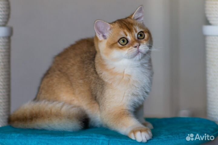 Британская золотая шиншилла ny 11