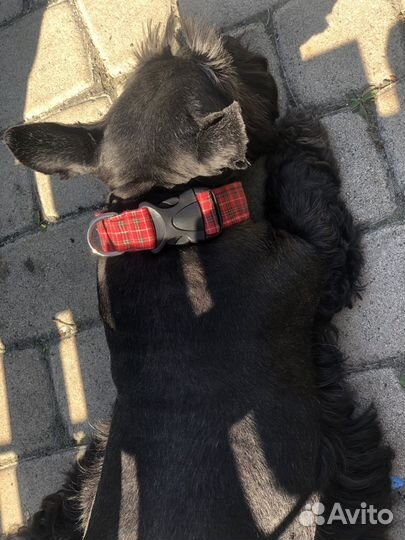 Ошейник для собак
