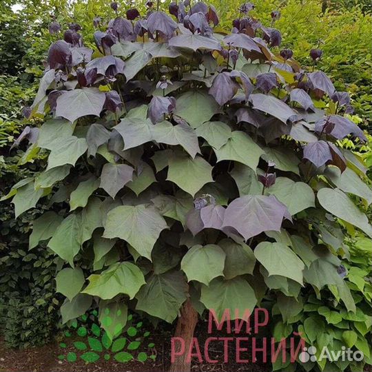 Саженцы катальпы