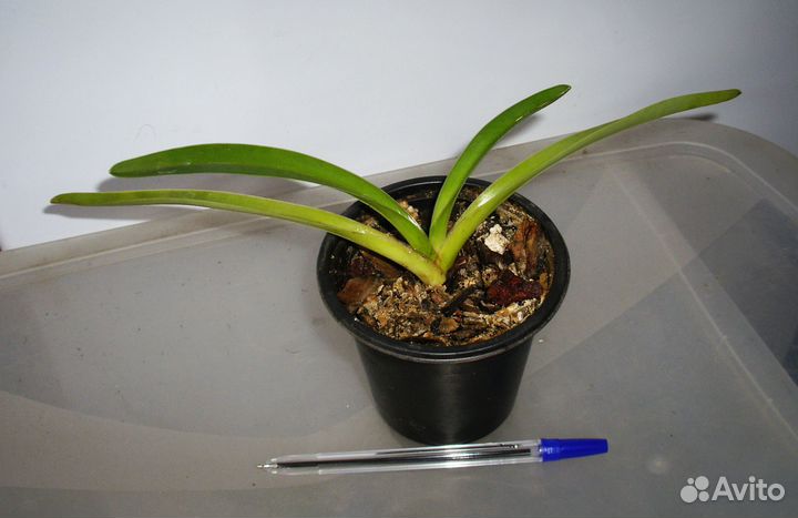 Орхидея Paphiopedilum exul (пафиопедилум беглый)