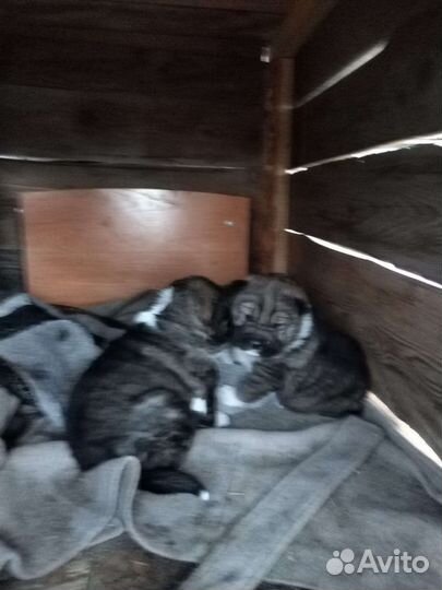 Отдам в добрые руки щенков