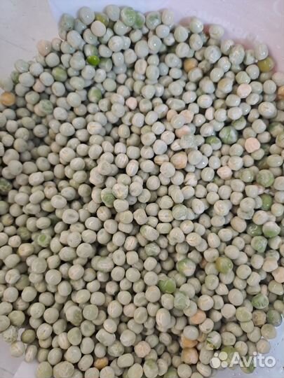 Семена горох Мадрасс