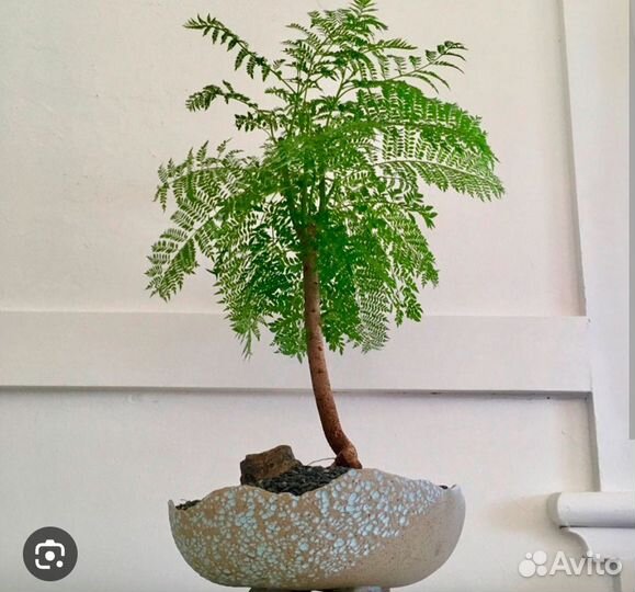 Жакаранда или Фиалковое дерево