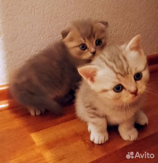 Шотландские котята