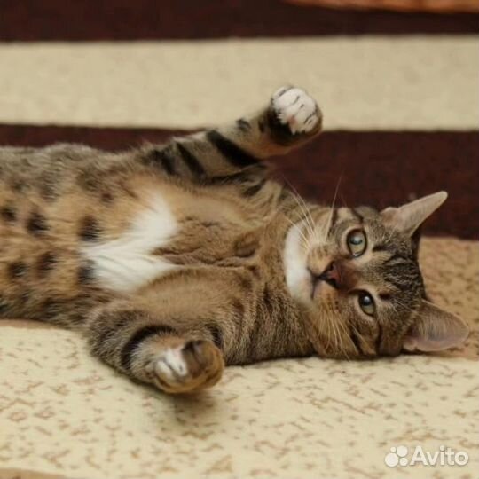 Полосатый котик из приюта