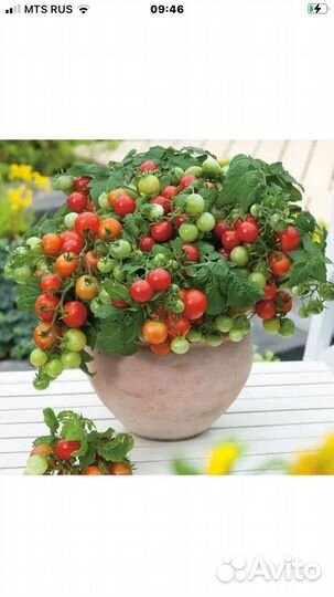 Комнатные помидоры и Комнатный болгарский перец