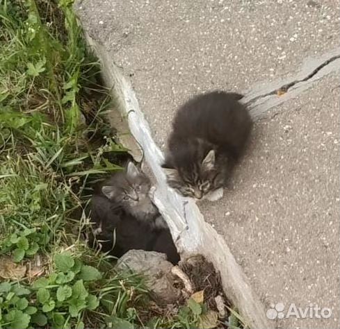 Котята живут в дыре под асфальтом