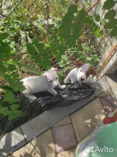 Щенки джек рассел терьер-белый