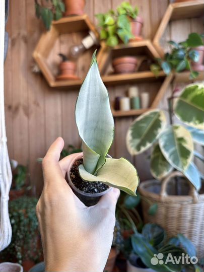 Сансевиерии сортовые