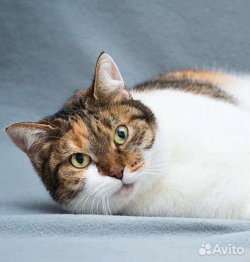 Мультяшная кошка Щёчка ищет дом