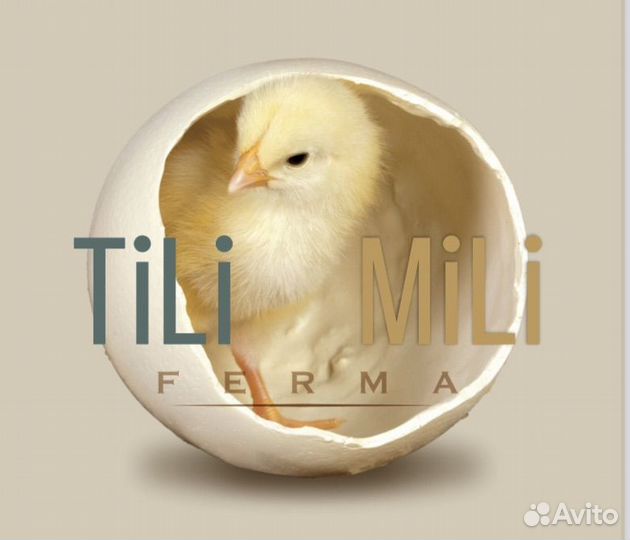 Цыплята бройлеры