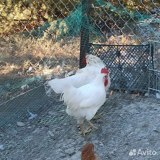 Молодые петухи на племя или убой