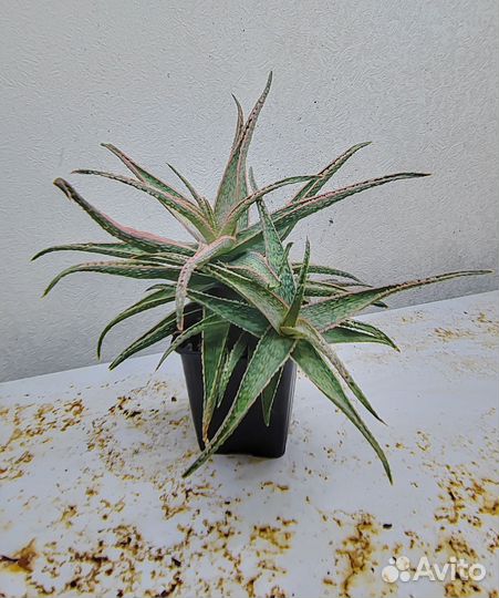 Алоэ сортовые/видовые/культивары (Aloe cultivars)