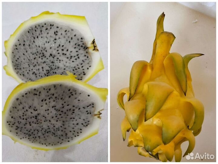 Питахайя белая, красная и желтая