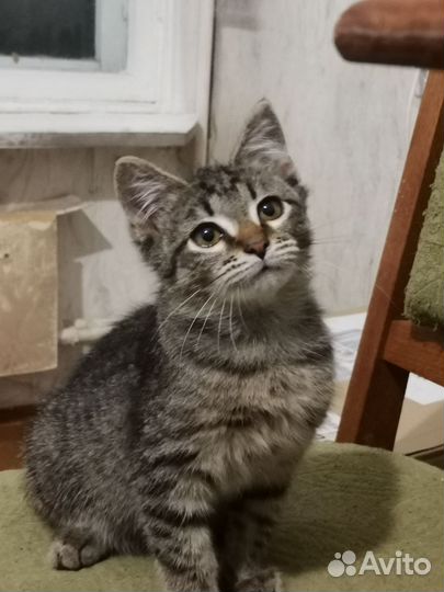 Котенок ищет дом