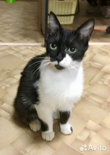 Милым Дружочком кошка Триша в Добрые руки)