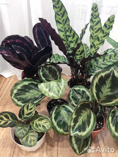 Комнатные цветы