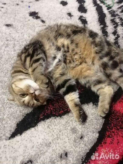 Шотландская вислоухая кошка вязка