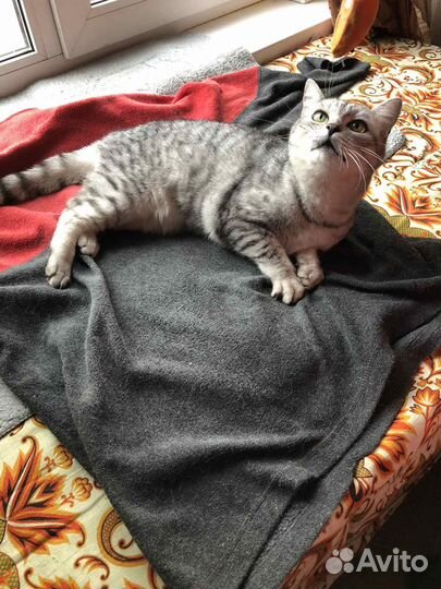 Шотландская милая кошка ищет дом