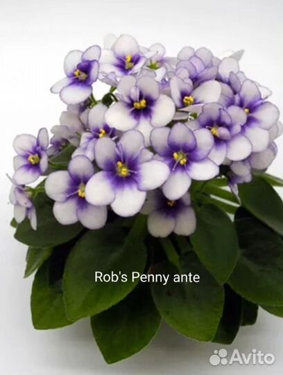 Фиалки мини