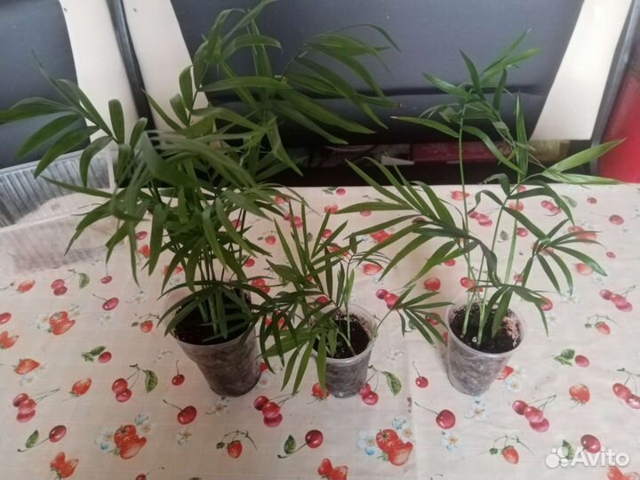 Комнатные цветы