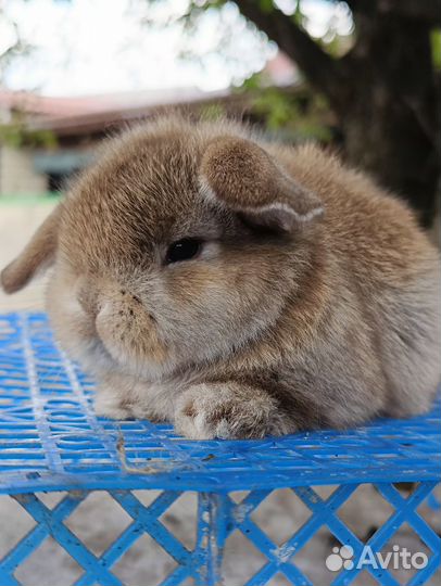 Miniature lop