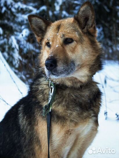 Собака Маруся бесплатно