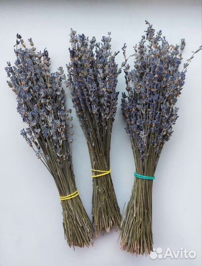 Лаванда,сухоцвет