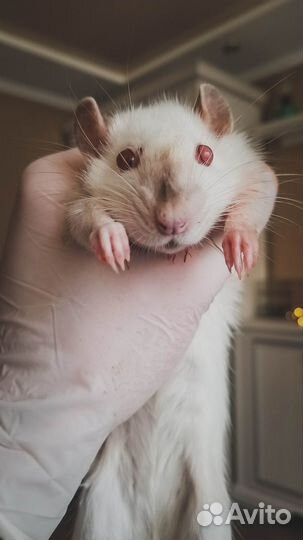 Ратолог с выездом на дом