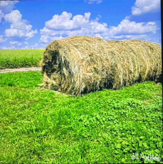 Сено в рулонах 500 кг