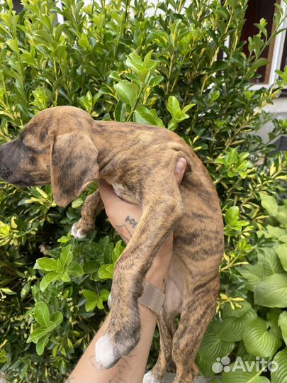 Щенки питбуля