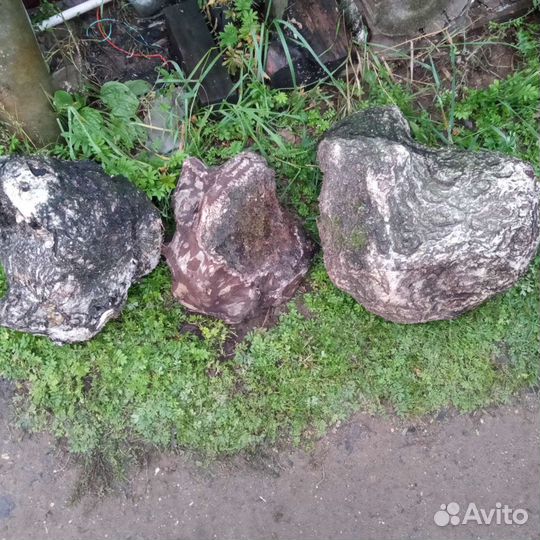 Кап берёзовый