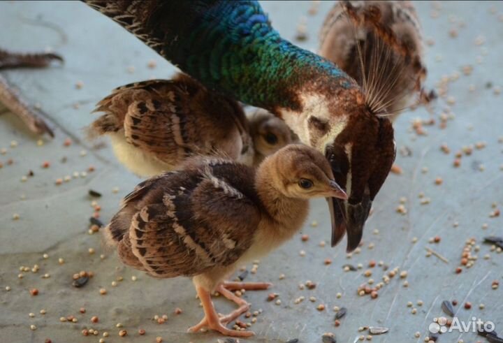 Продам павлинов