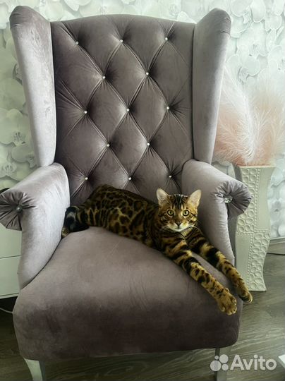 Вязка с бенгальским котом