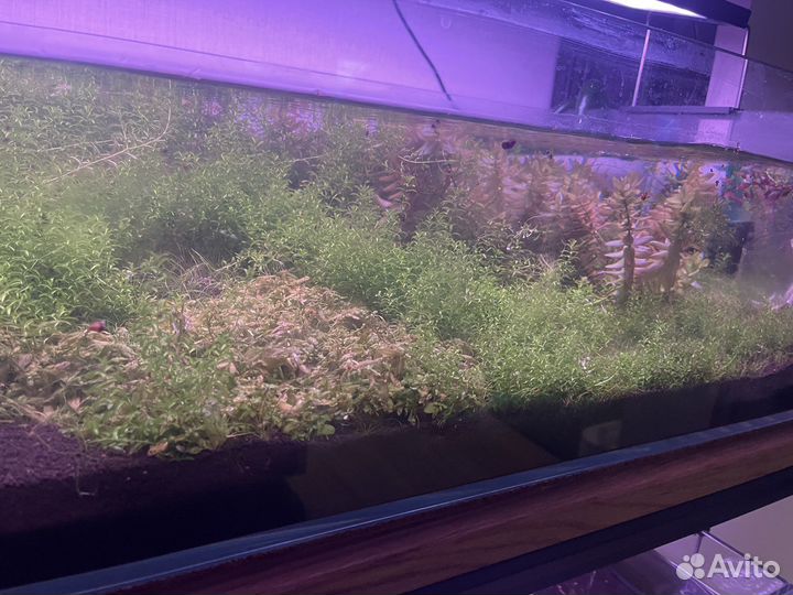 Меченосцы, пицилии, гуппи, растения