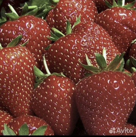 Рассада ремонтантной мурано клубники и летней зкс