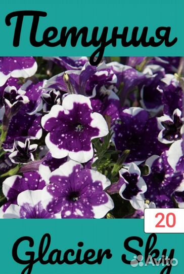 Вегетативная петуния