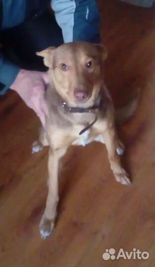 Отдадим в надежные руки