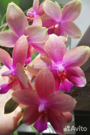 Орхидея Liodora Ароматная
