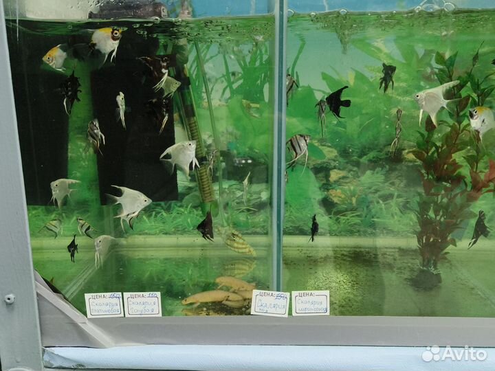 Аквариумные рыбки, Украшение для аквариума