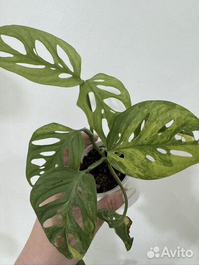 Монстера альба, елооу