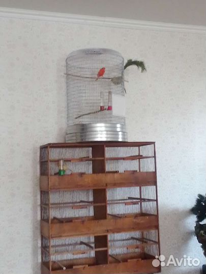 Кенара и канарейки