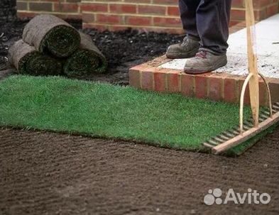 Продажа Рулонного газона