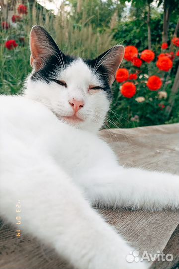 Кот Тёма в добрые руки