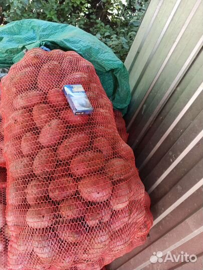 Продам картофель оптом