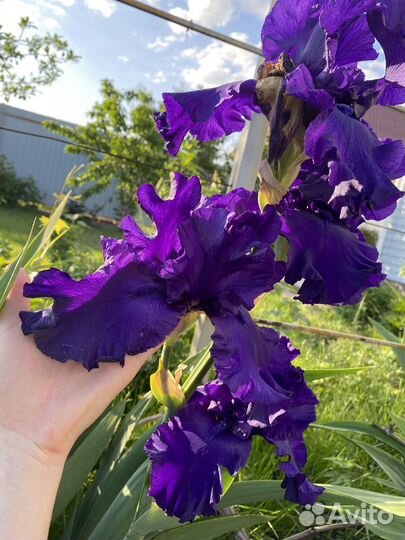 Ирисы бородатые сортовые