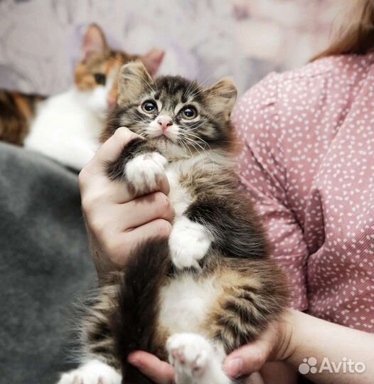 Котята в добрые руки