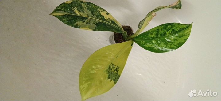 Диффенбахия