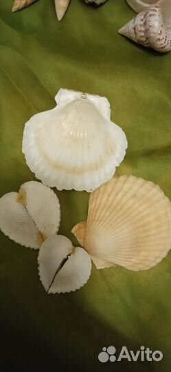 Раковины, коллекция, океан